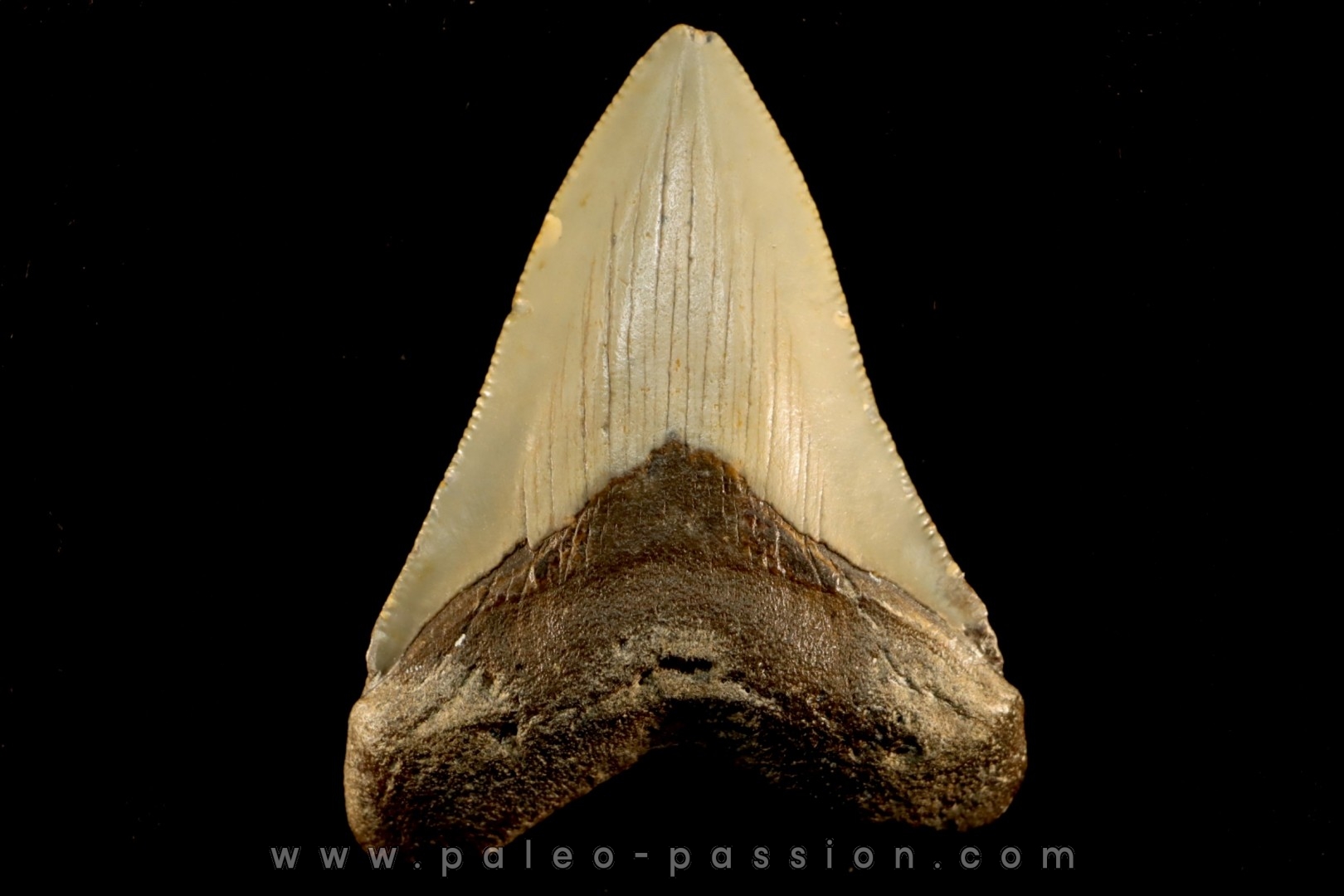 shark teeth: CARCHARODON MEGALODON