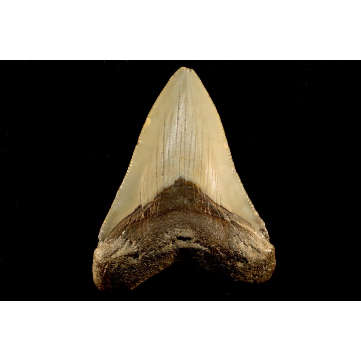 shark teeth: CARCHARODON MEGALODON