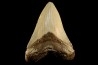 shark teeth: CARCHARODON MEGALODON