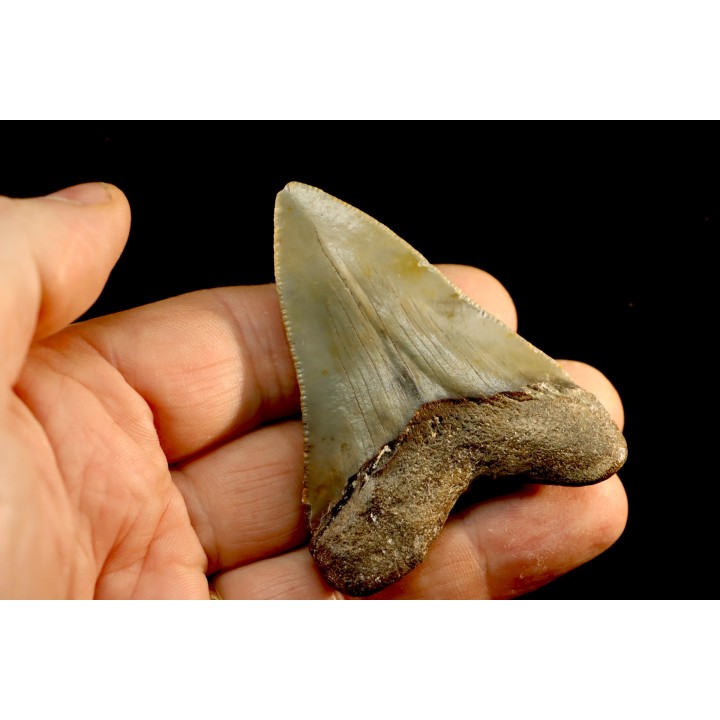 shark teeth: CARCHARODON MEGALODON