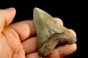 dent de requin: CARCHARODON MEGALODON