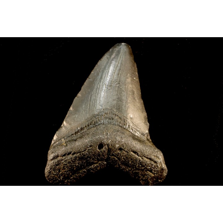 shark teeth: CARCHARODON MEGALODON