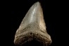 shark teeth: CARCHARODON MEGALODON