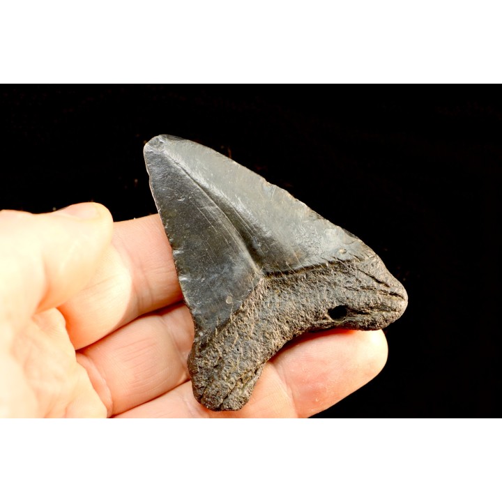 dent de requin: CARCHARODON MEGALODON