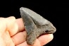 shark teeth: CARCHARODON MEGALODON