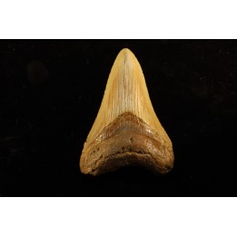 shark teeth: CARCHARODON MEGALODON