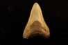 shark teeth: CARCHARODON MEGALODON