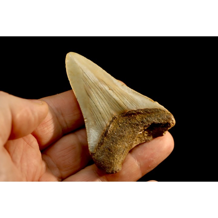 shark teeth: CARCHARODON MEGALODON