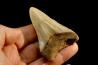 dent de requin: CARCHARODON MEGALODON