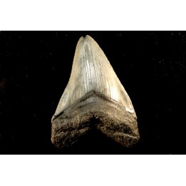 shark teeth: CARCHARODON MEGALODON