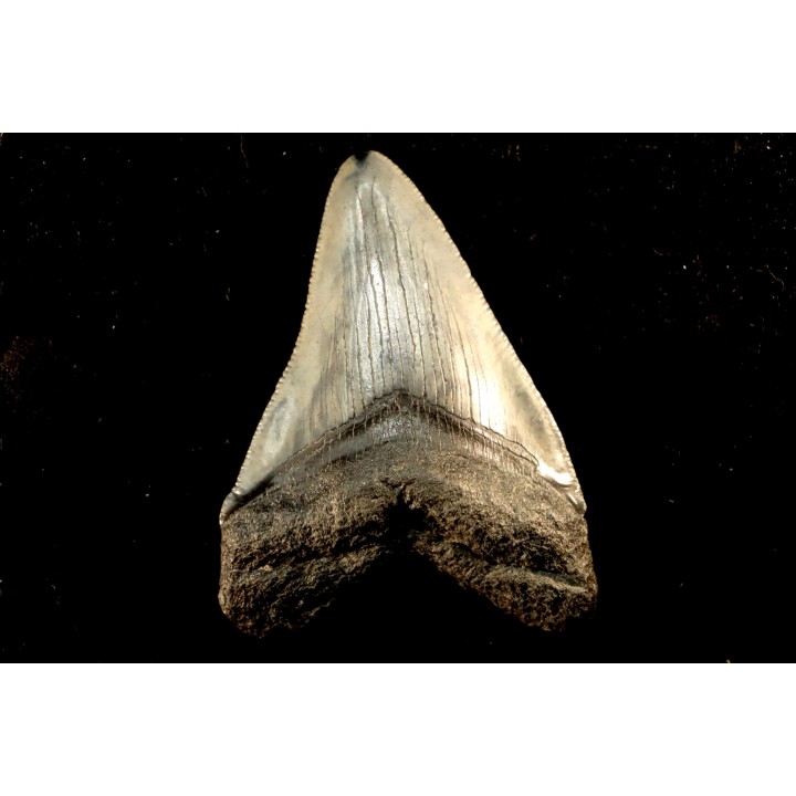 shark teeth: CARCHARODON MEGALODON