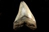 shark teeth: CARCHARODON MEGALODON