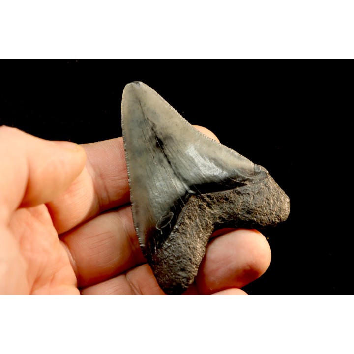 shark teeth: CARCHARODON MEGALODON