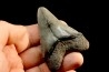 shark teeth: CARCHARODON MEGALODON