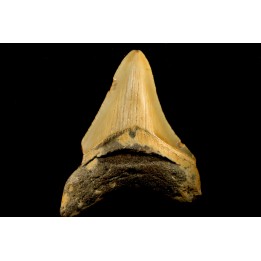 dent de requin: CARCHARODON MEGALODON