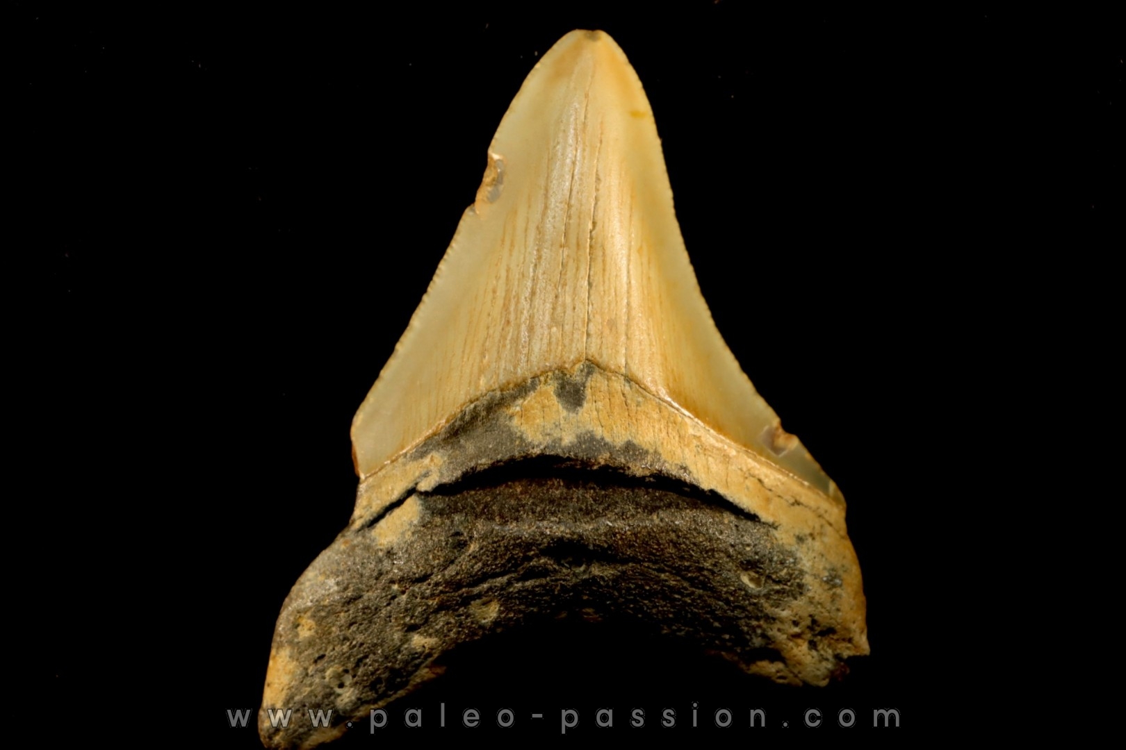 dent de requin: CARCHARODON MEGALODON