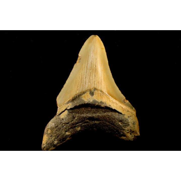 dent de requin: CARCHARODON MEGALODON
