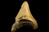 shark teeth: CARCHARODON MEGALODON