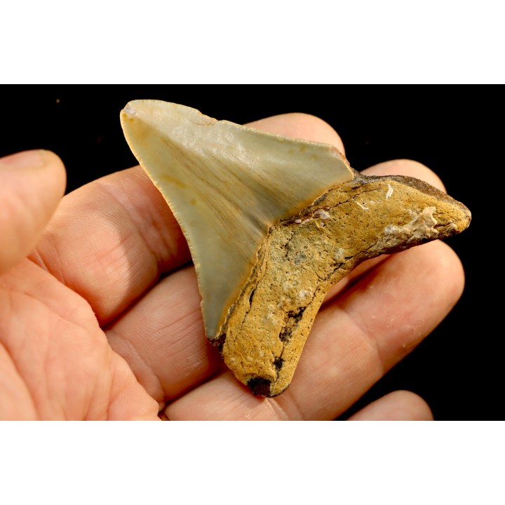 dent de requin: CARCHARODON MEGALODON