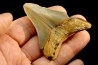 shark teeth: CARCHARODON MEGALODON