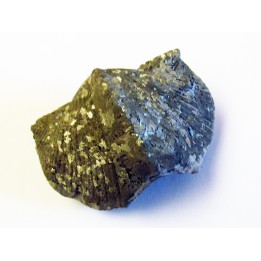 PARASPIRIFER BOWNOCKERI (2)