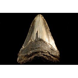 shark teeth: CARCHARODON MEGALODON