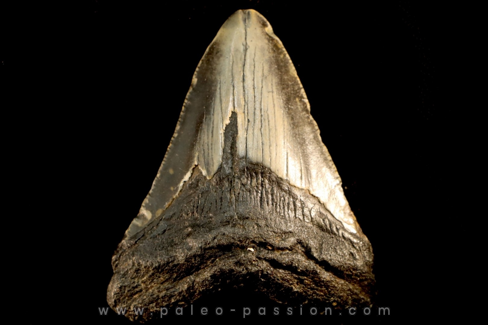 dent de requin: CARCHARODON MEGALODON