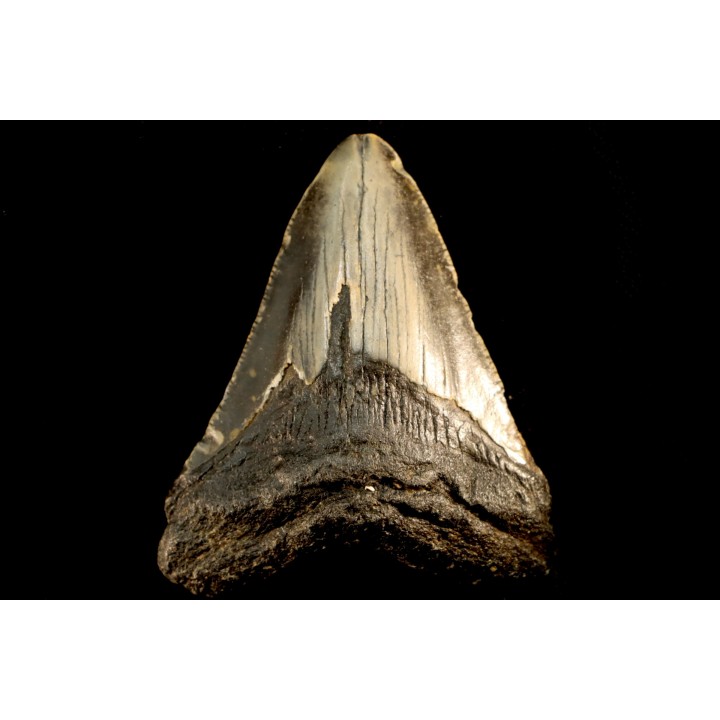 dent de requin: CARCHARODON MEGALODON
