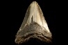 shark teeth: CARCHARODON MEGALODON