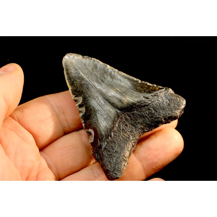 shark teeth: CARCHARODON MEGALODON