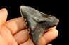 dent de requin: CARCHARODON MEGALODON