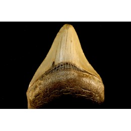 shark teeth: CARCHARODON MEGALODON