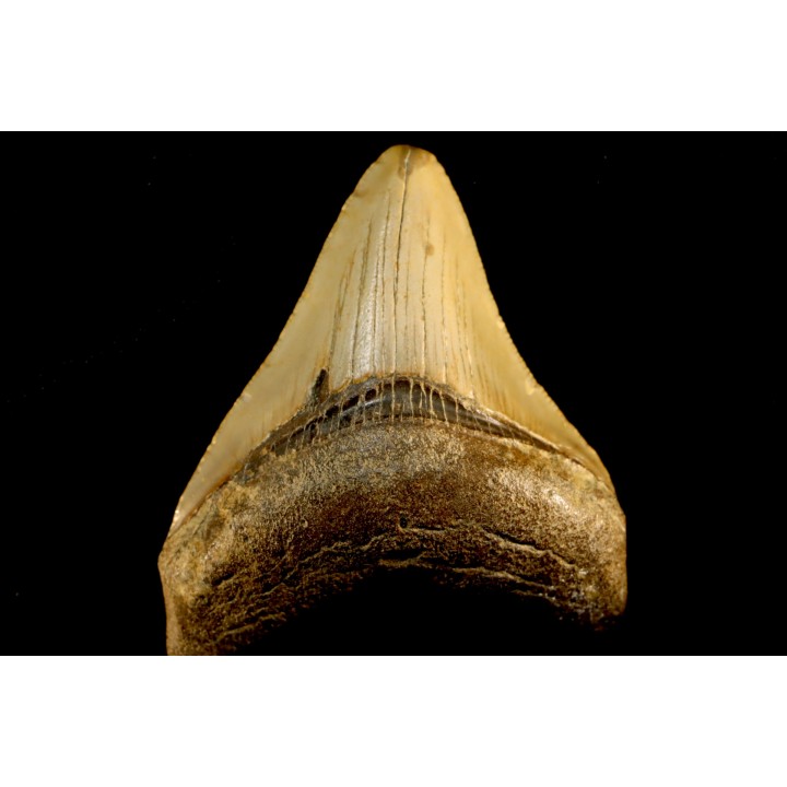 dent de requin: CARCHARODON MEGALODON