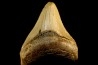shark teeth: CARCHARODON MEGALODON
