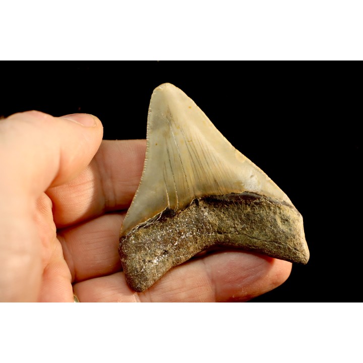 shark teeth: CARCHARODON MEGALODON
