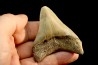 shark teeth: CARCHARODON MEGALODON