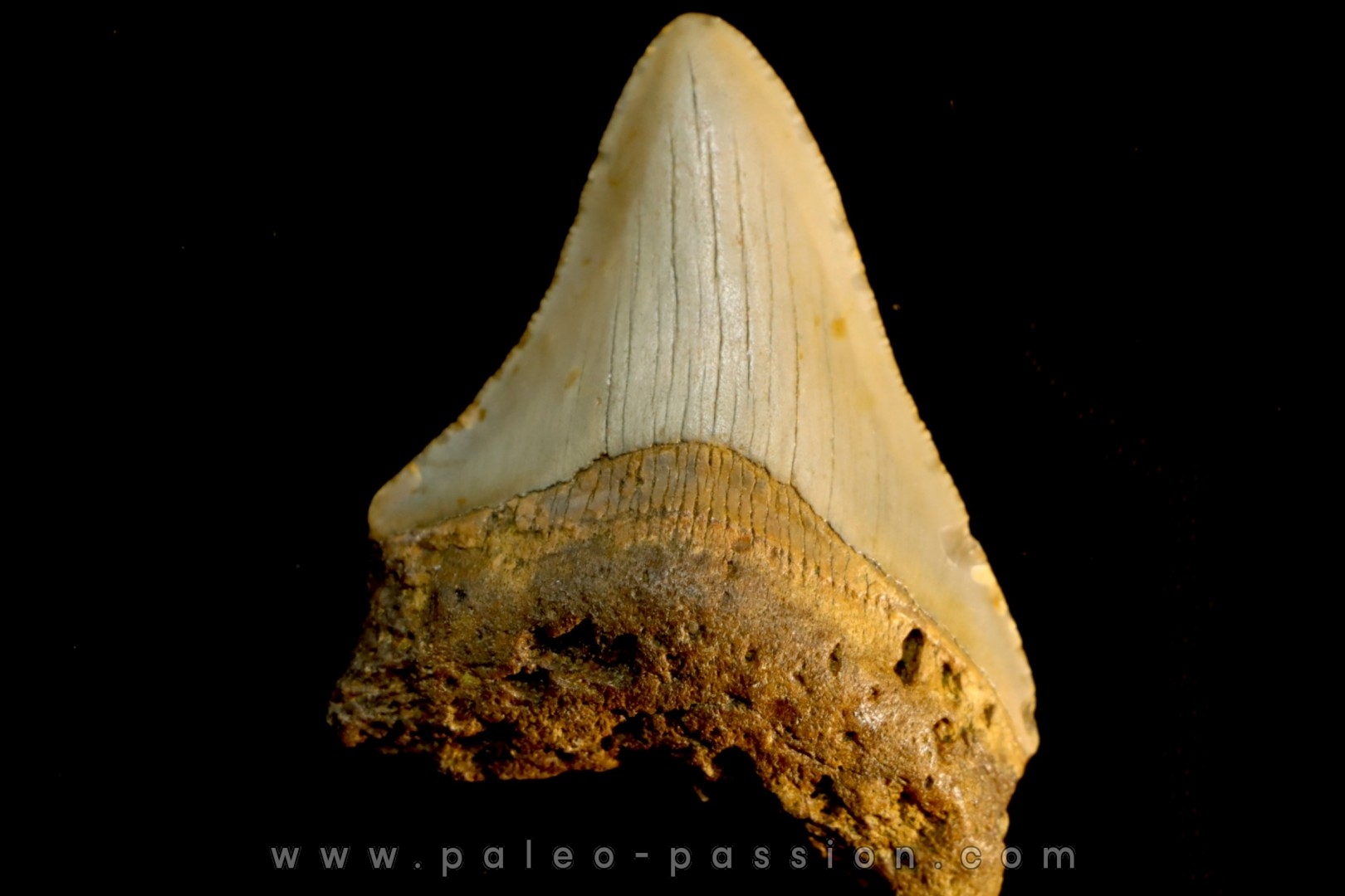 shark teeth: CARCHARODON MEGALODON