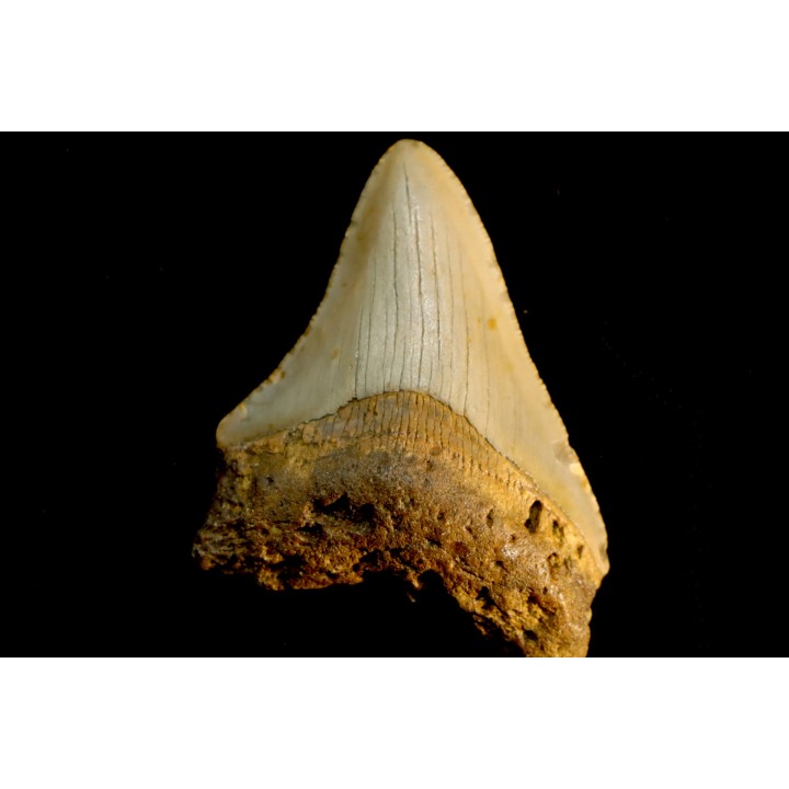 shark teeth: CARCHARODON MEGALODON