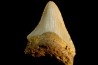 shark teeth: CARCHARODON MEGALODON