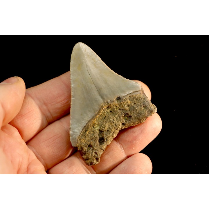 shark teeth: CARCHARODON MEGALODON