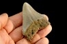 shark teeth: CARCHARODON MEGALODON