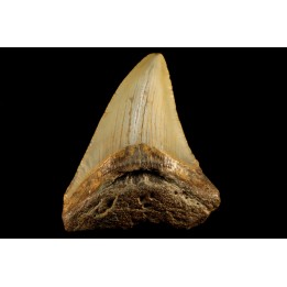 shark teeth: CARCHARODON MEGALODON