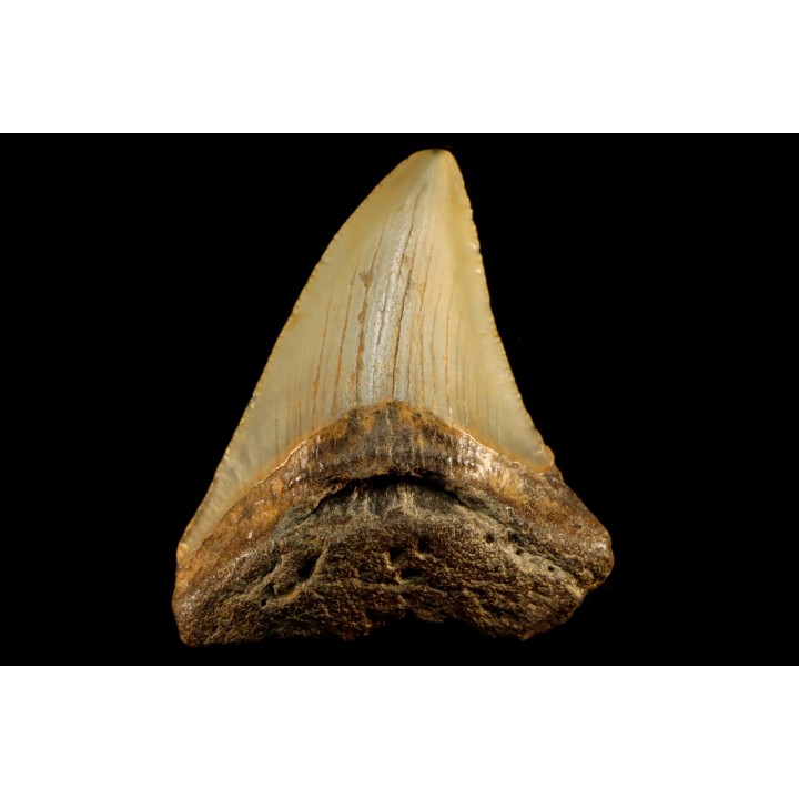 shark teeth: CARCHARODON MEGALODON