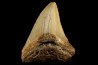 shark teeth: CARCHARODON MEGALODON