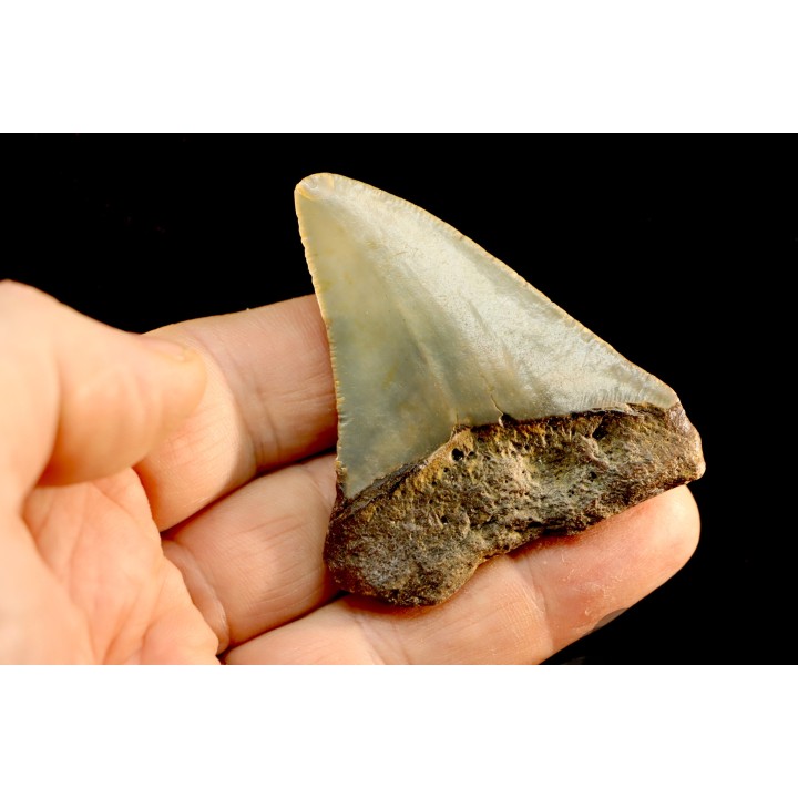 shark teeth: CARCHARODON MEGALODON