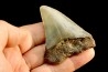 shark teeth: CARCHARODON MEGALODON