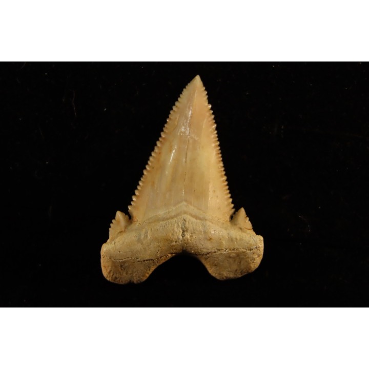 PALEOCARCHARODON ORIENTALIS