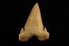 PALEOCARCHARODON ORIENTALIS