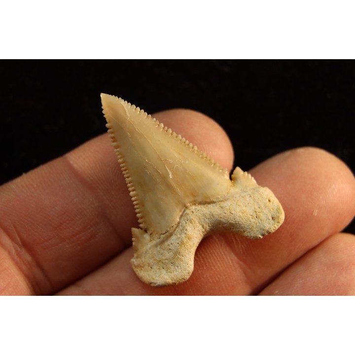 PALEOCARCHARODON ORIENTALIS