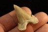 PALEOCARCHARODON ORIENTALIS